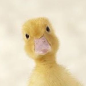 Meet your Posher, Blake